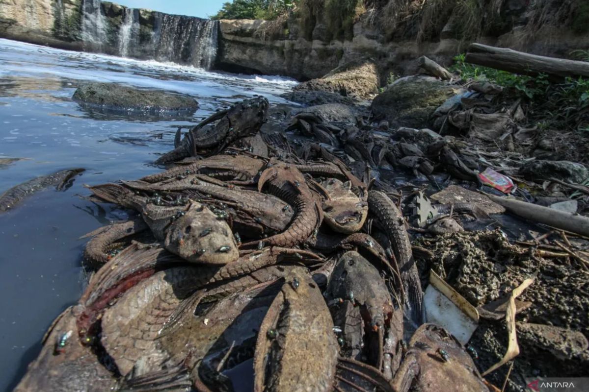 Kebijakan Baru: Pemkot Jaksel gelar operasi tangkap ikan sapu-sapu di Phb Setu Babakan