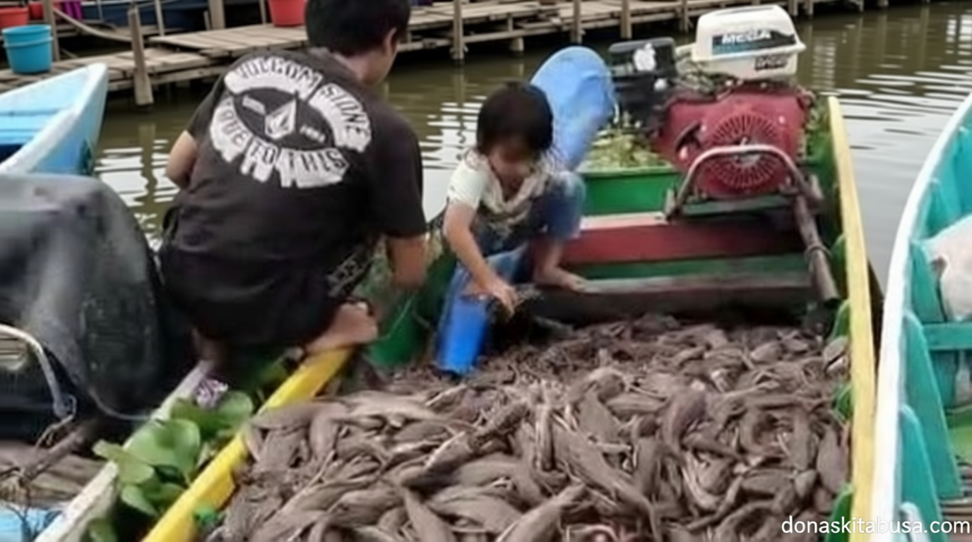 Key Strategy: Dibasmi di Jakarta, Ikan Sapu-sapu Malah Jadi Konsumsi Warga Sidrap