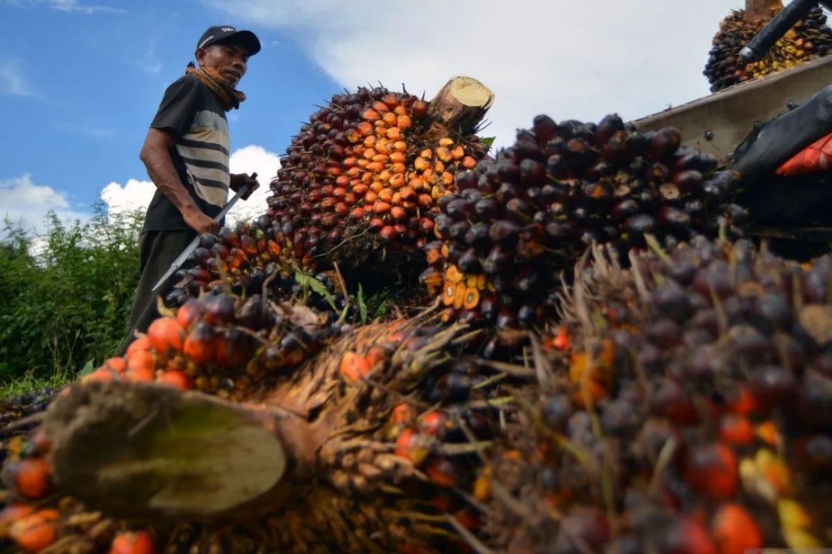 Harga TBS kelapa sawit petani di Riau tembus Rp4.000 per kg