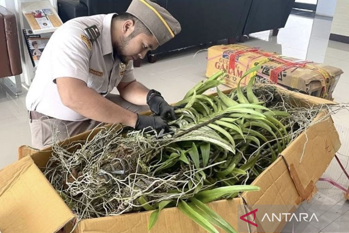 Karantina Kalsel gagalkan pemasukan bibit anggrek dan aglaonema ilegal