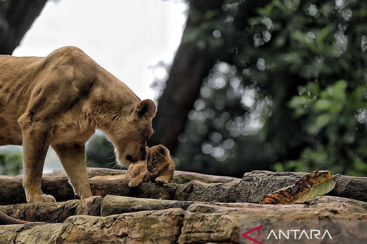 Wali Kota Farhan: Peluang investasi Bandung Zoo capai Rp50 miliar