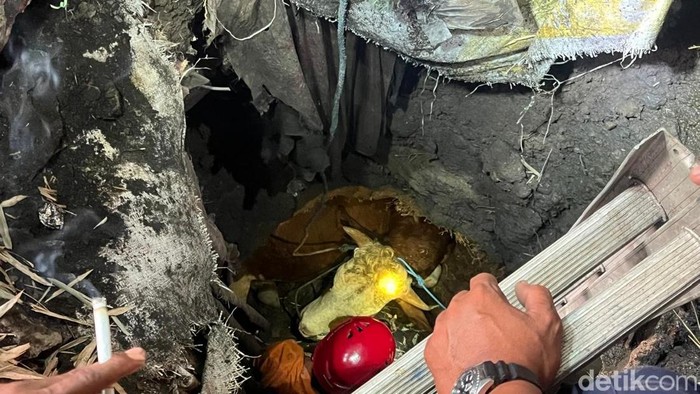sapi-kurban-di-mojokerto-lepas-hingga-nyemplung-ke-septic-tank-1779791457716_169