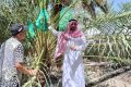 Special Plan: Menyusuri Kebun Kurma Abdurrahman bin Auf, Oase Sejuk Penuh Jejak Sejarah Islam di Madinah