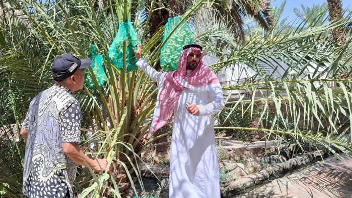 Special Plan: Menyusuri Kebun Kurma Abdurrahman bin Auf, Oase Sejuk Penuh Jejak Sejarah Islam di Madinah