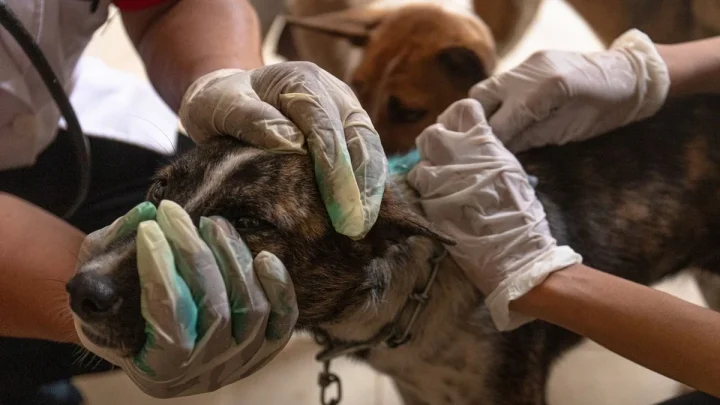 Tragis! Bocah 9 Tahun Tewas Diserang Anjing Pemburu – Polisi Selidiki Penyebab Kematian