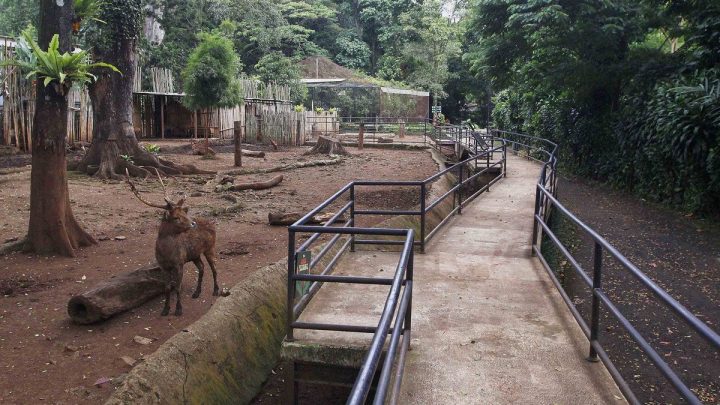 Main Agenda: Bandung Zoo Masuk Masa Transisi, Karyawan Tetap Dipertahankan oleh Fauna Land