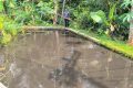 Ratusan Kolam Warga di Tamansari Tasikmalaya Mendadak Menghitam – Ikan Mati Massal