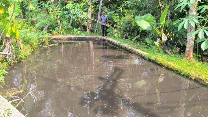 Ratusan Kolam Warga di Tamansari Tasikmalaya Mendadak Menghitam – Ikan Mati Massal