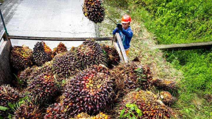 Prabowo Ubah Peta Bisnis Sawit – Koperasi Kini Boleh Kelola CPO hingga Produksi Minyak Goreng